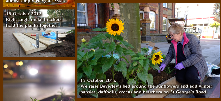 15 October 2012 We raise Beverley’s bed around the sunflowers and add winter pansies, daffodils, crocus and heuchera on St George’s Road