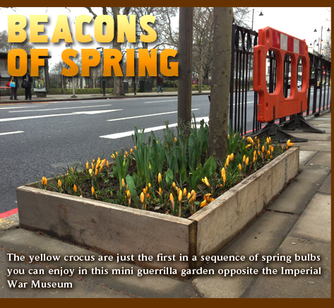 Beacons of Spring. Guerrilla gardening opposite the Imperial War Museum