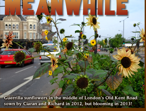 Guerrilla sunflowers in the middle of London's Old Kent Road sown by Ciaran and Richard in 2012 but blooming in 2013!