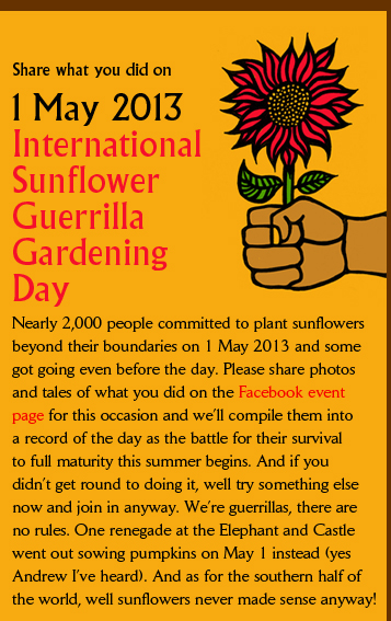   1 May 2013 International  Sunflower  Guerrilla  Gardening  Day Nearly 2,000 people committed to plant sunflowers beyond their boundaries on 1 May 2013 and some got going even before the day. Please share photos and tales of what you did on the Facebook event  page for this occasion and we�ll compile them into a record of the day as the battle for their survival to full maturity this summer begins. And if you  didn�t get round to doing it, well try something else now and join in anyway. We�re guerrillas, there are  no rules. One renegade at the Elephant and Castle went out sowing pumpkins on May 1 instead (yes  Andrew I�ve heard). And as for the southern half of  the world, well sunflowers never made sense anyway!  